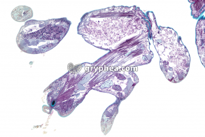 Parapode de Néréis CT x25 - gryphea.org